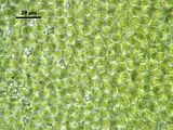 Cellule in visione superficiale